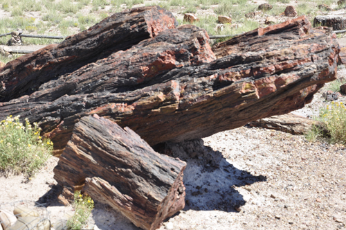 Petrified wood at Petrified Forest Giant Logs Trail